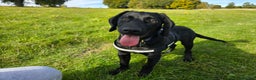 Springador dogs for sale: Happy, well behaved black Springador  - Advert 5