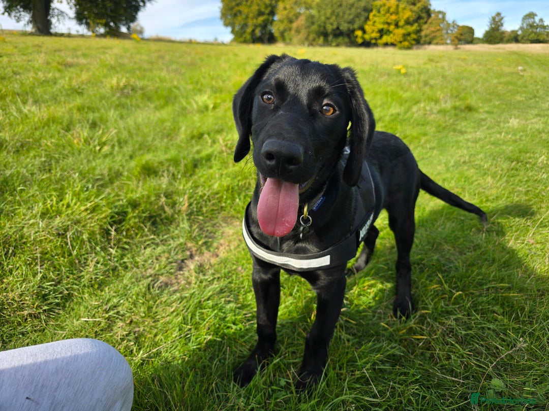 Springador dogs for sale: Happy, well behaved black Springador  - Image 5