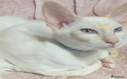 Siamese cats for sale: GCCF Traditional Red and Chocolate Point Saimese  in Darwen - Image 29