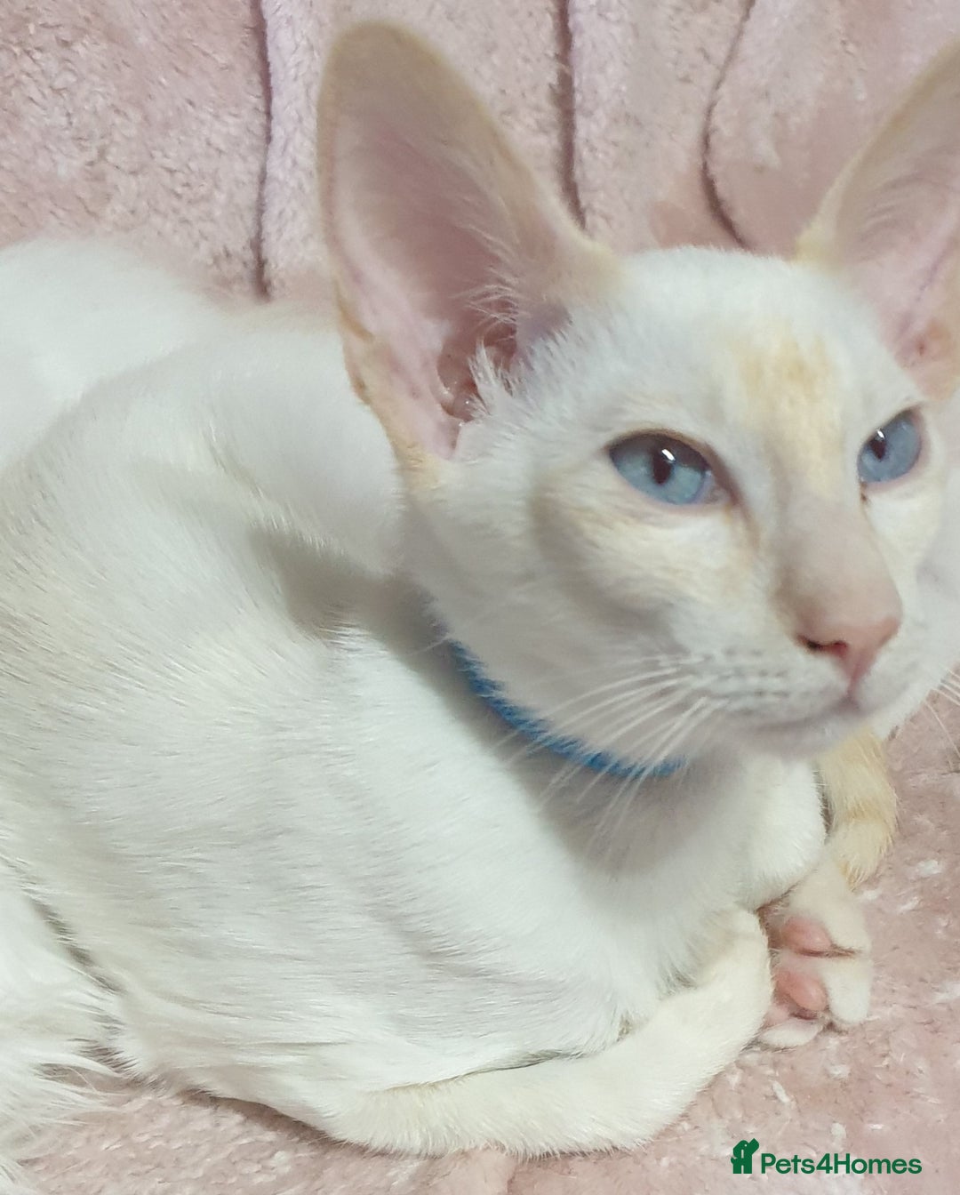 Siamese cats for sale: GCCF Traditional Red and Chocolate Point Saimese  in Darwen - Image 29