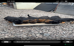 Border Terrier dogs for sale: Border Terrier Puppies  - Image 25