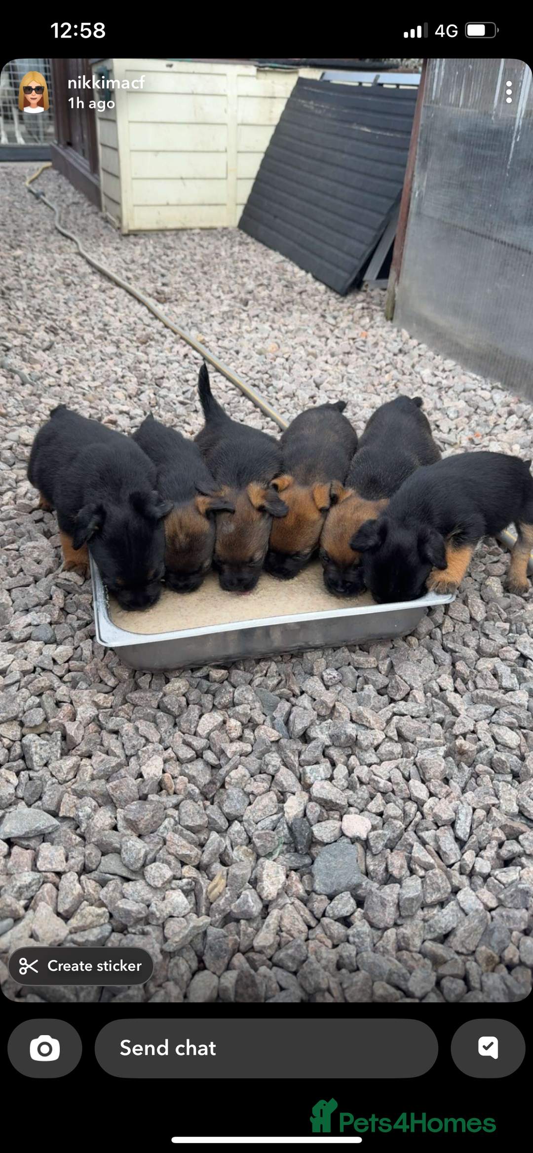 Border Terrier dogs for sale: Border Terrier Puppies  - Image 25