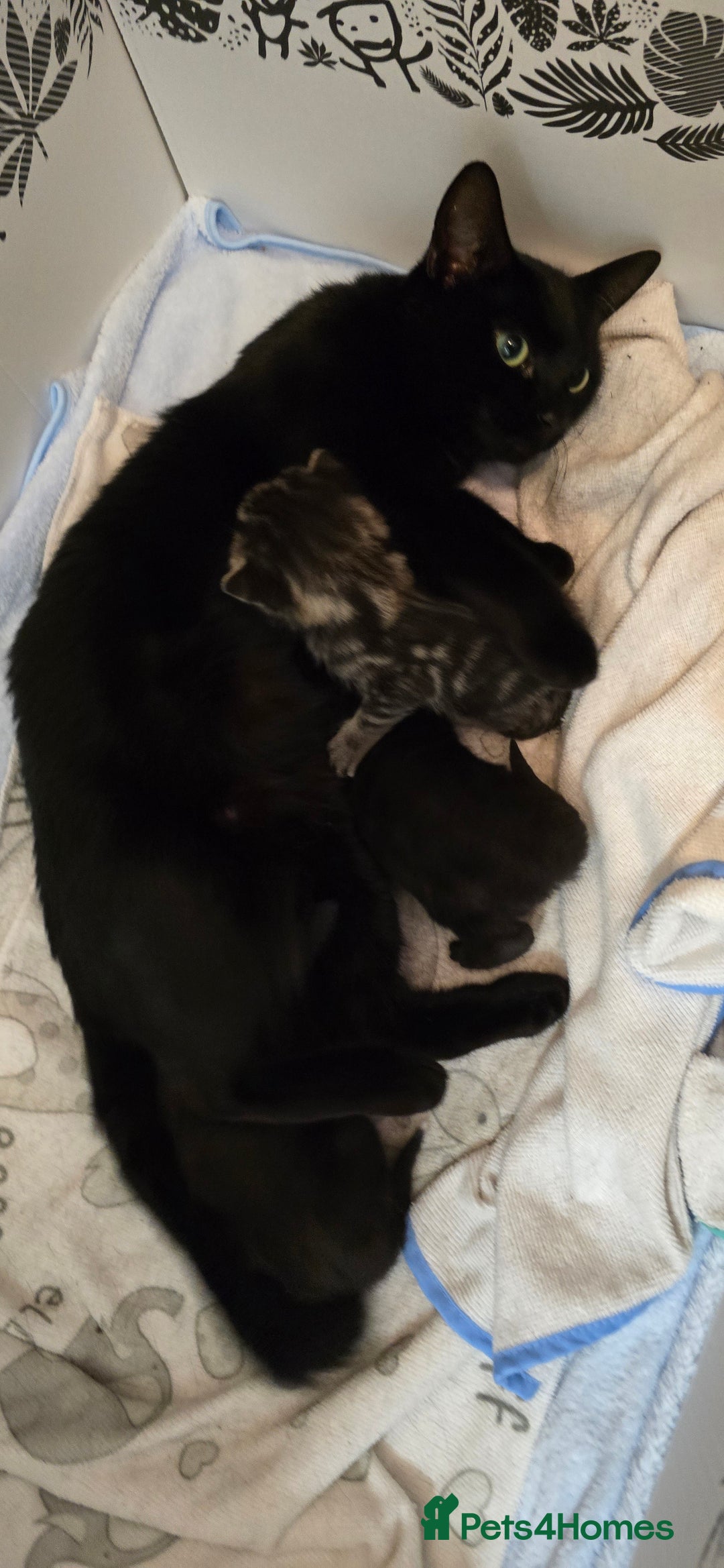 Domestic Shorthair cats for sale: 3 Beautiful Kittens - Image 9