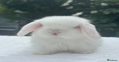 Mini Lop rabbits - Advert 9