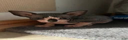 Sphynx cats for sale: Kittens are looking for new homes. - Advert 25
