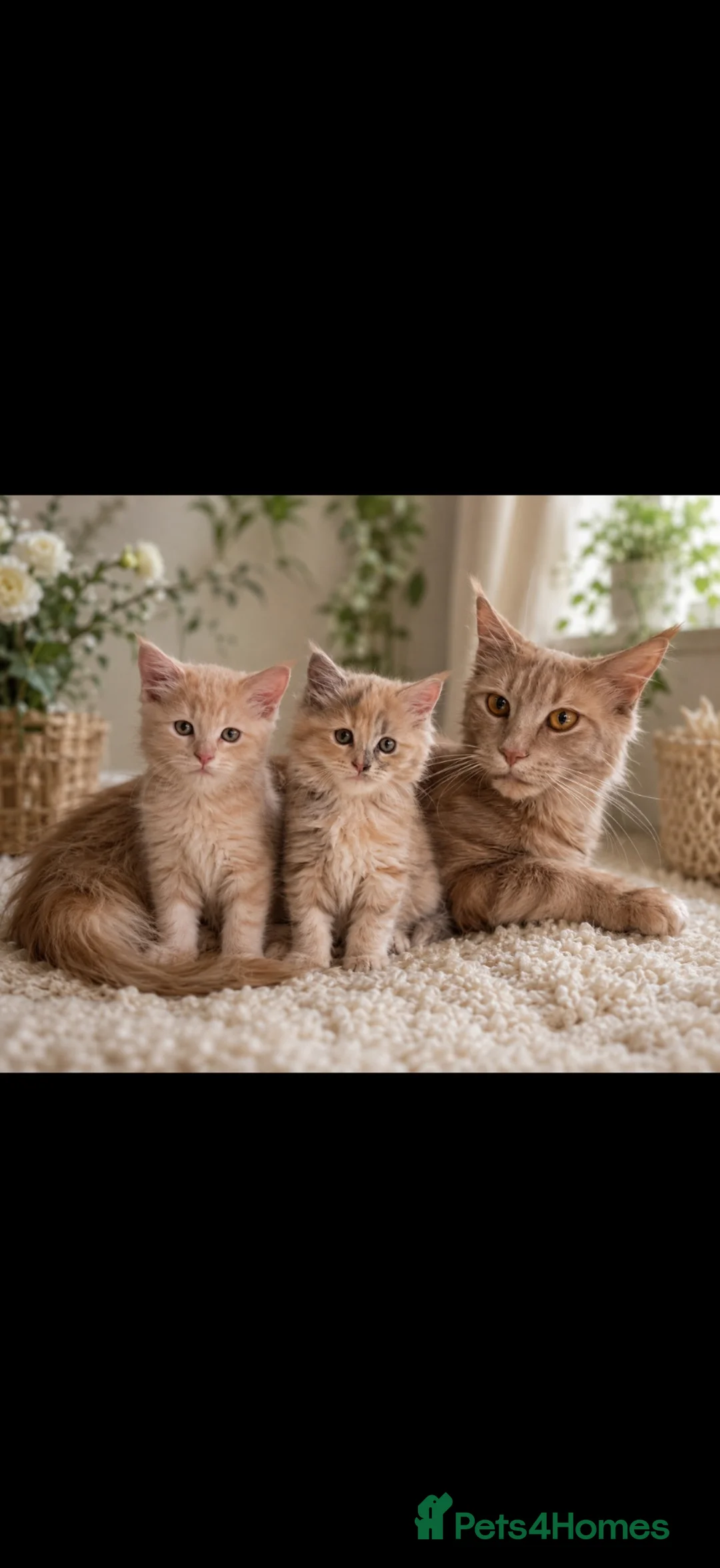Maine Coon cats for sale: Maincoon kittens 🐱  - Advert 1