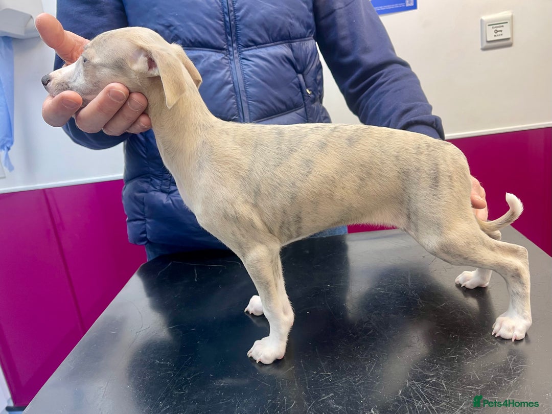 Whippet dogs for sale: AVAILABLE Kc reg healthy, sweet, gentle whippets - Advert 5