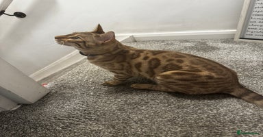 Bengal cats in Bradford - Advert 3