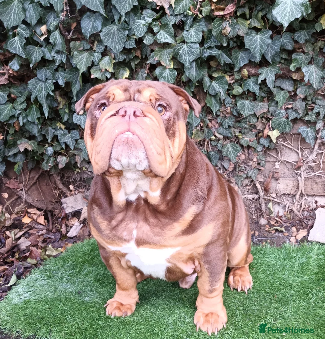 English Bulldog dogs for stud: Dog for stud in Dagenham - Advert 10