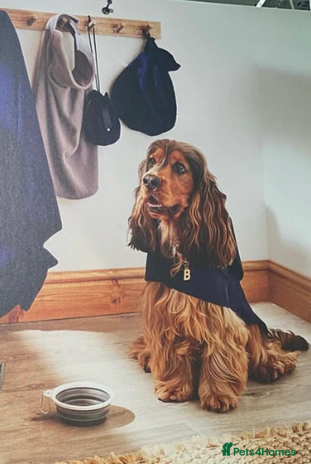 Cocker Spaniel dogs for stud: KC ‘Best Practice’ Health 🐾Show 🐾180+ pups born in Preston - Advert 20