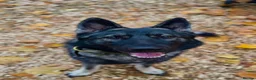 Mixed Breed dogs for sale: Incredible Belgian MalinoisxGerman shepherd pups - Advert 7