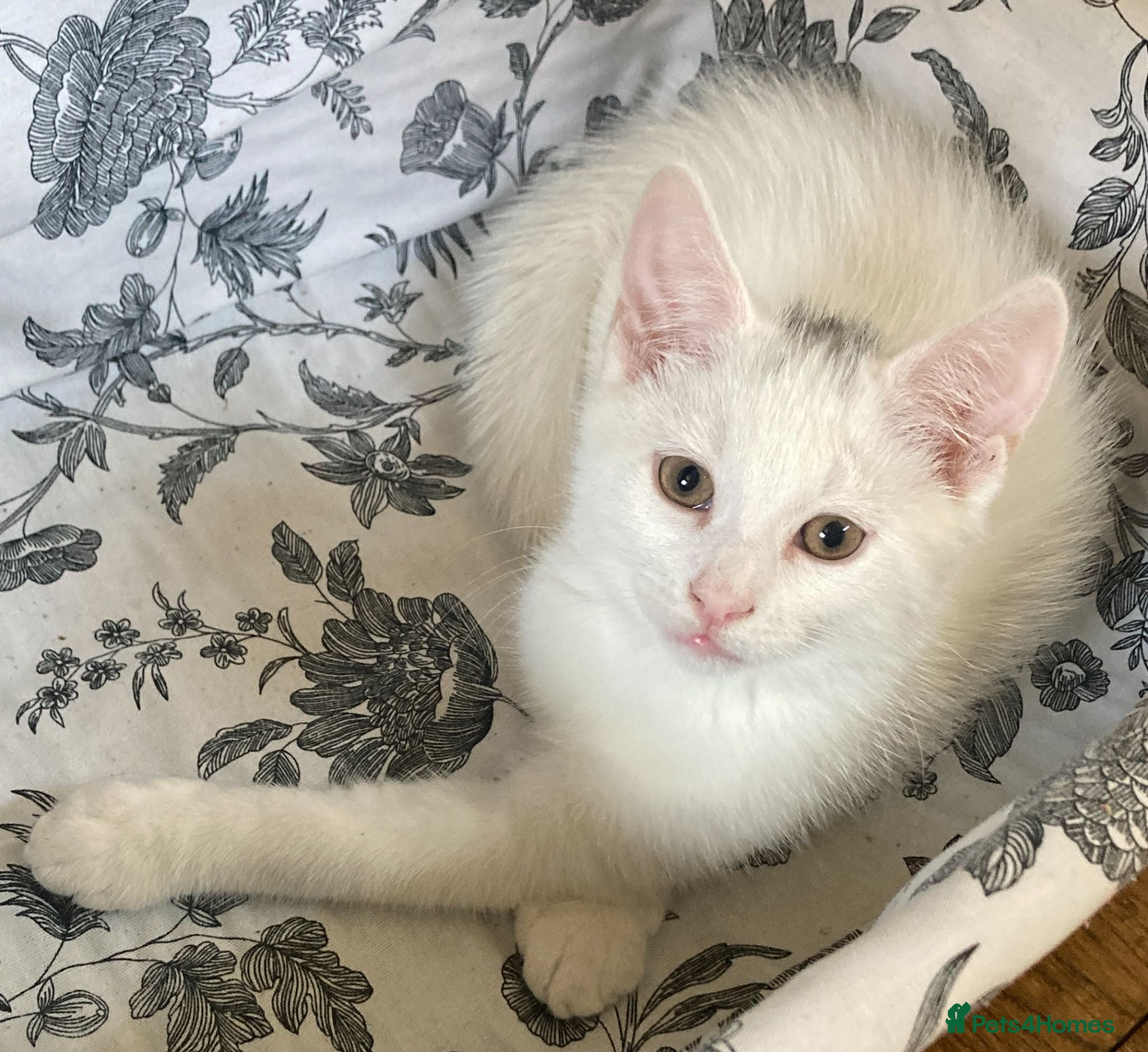 Turkish Van cats Gorgeous Turkish Van Kittens - Advert 1
