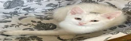 Turkish Van cats for sale: Gorgeous Turkish Van Kittens in Potters Bar - Advert 29