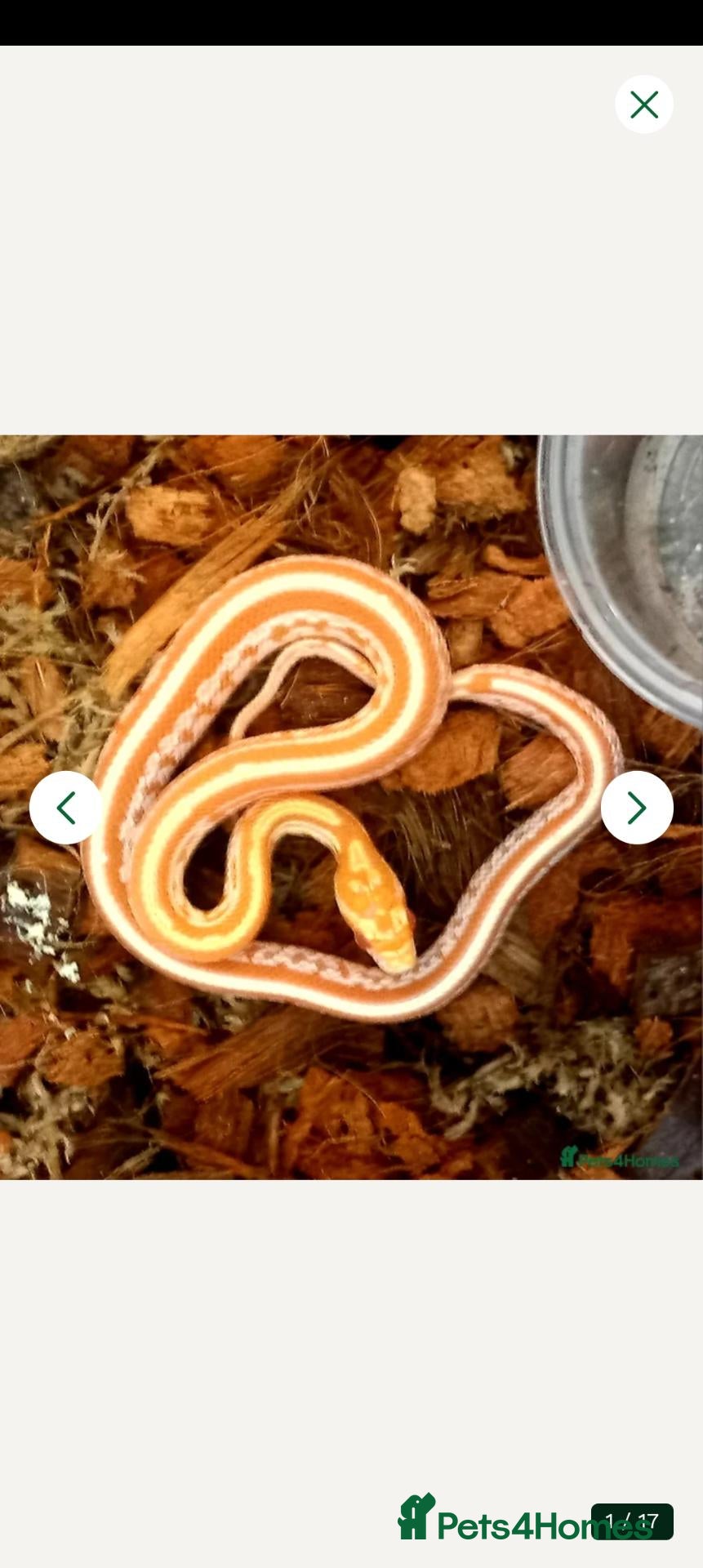 Corn Snake reptiles Corn snake 2025 / 2026 cornsnake hatchlings  - Advert 2