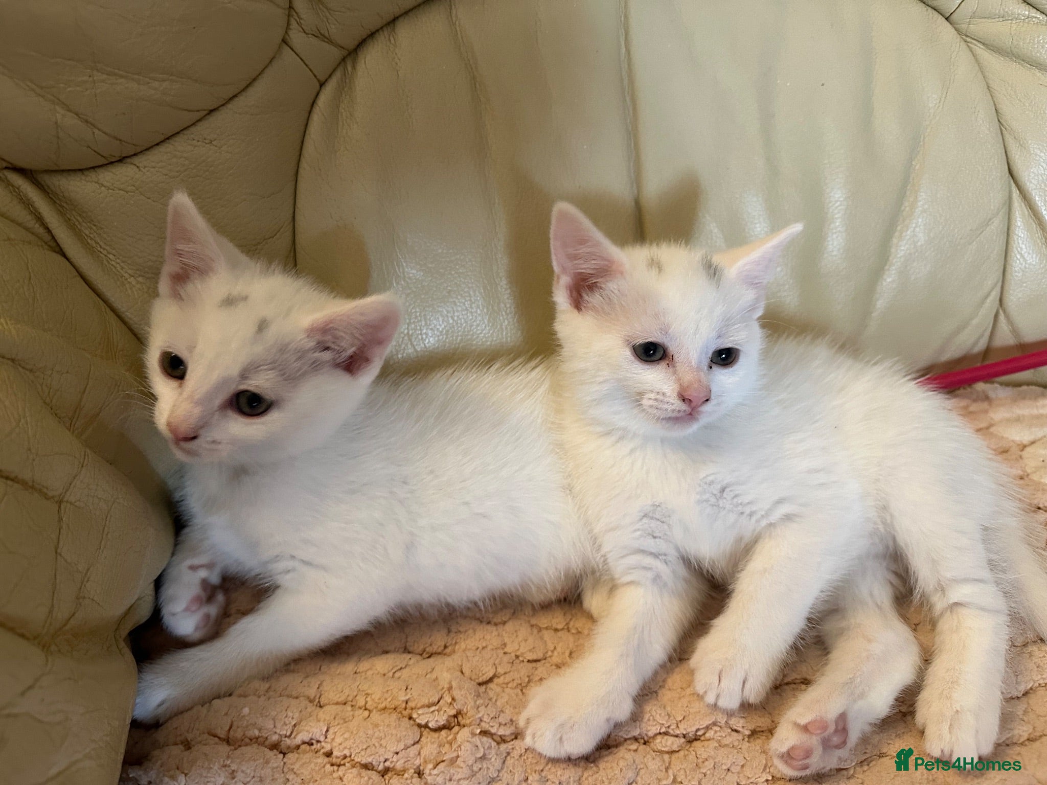 Mixed Breed cats for sale: Kittens 22/04/2026 - Advert 2