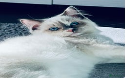 Ragdoll cats for sale: Playful Indoor Cat Kiki-Fully Vaccinated & Healthy - Image 1