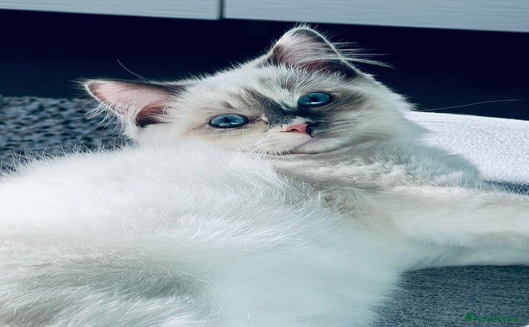 Ragdoll cats - Advert 1