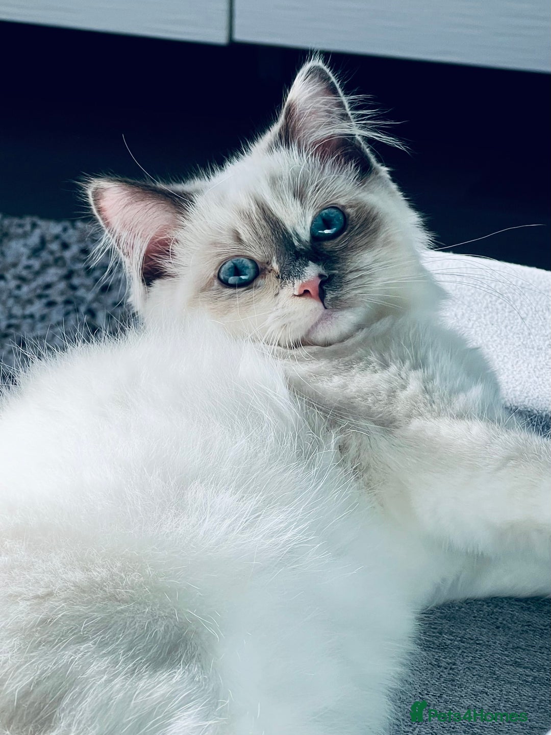 Ragdoll cats for sale: Playful Indoor Cat Kiki-Fully Vaccinated & Healthy - Image 1