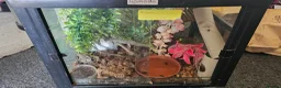 Gecko reptiles for sale: Mixed geckos - Advert 2