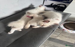 Ragdoll cats for sale: Ragdoll Kittens - Image 3