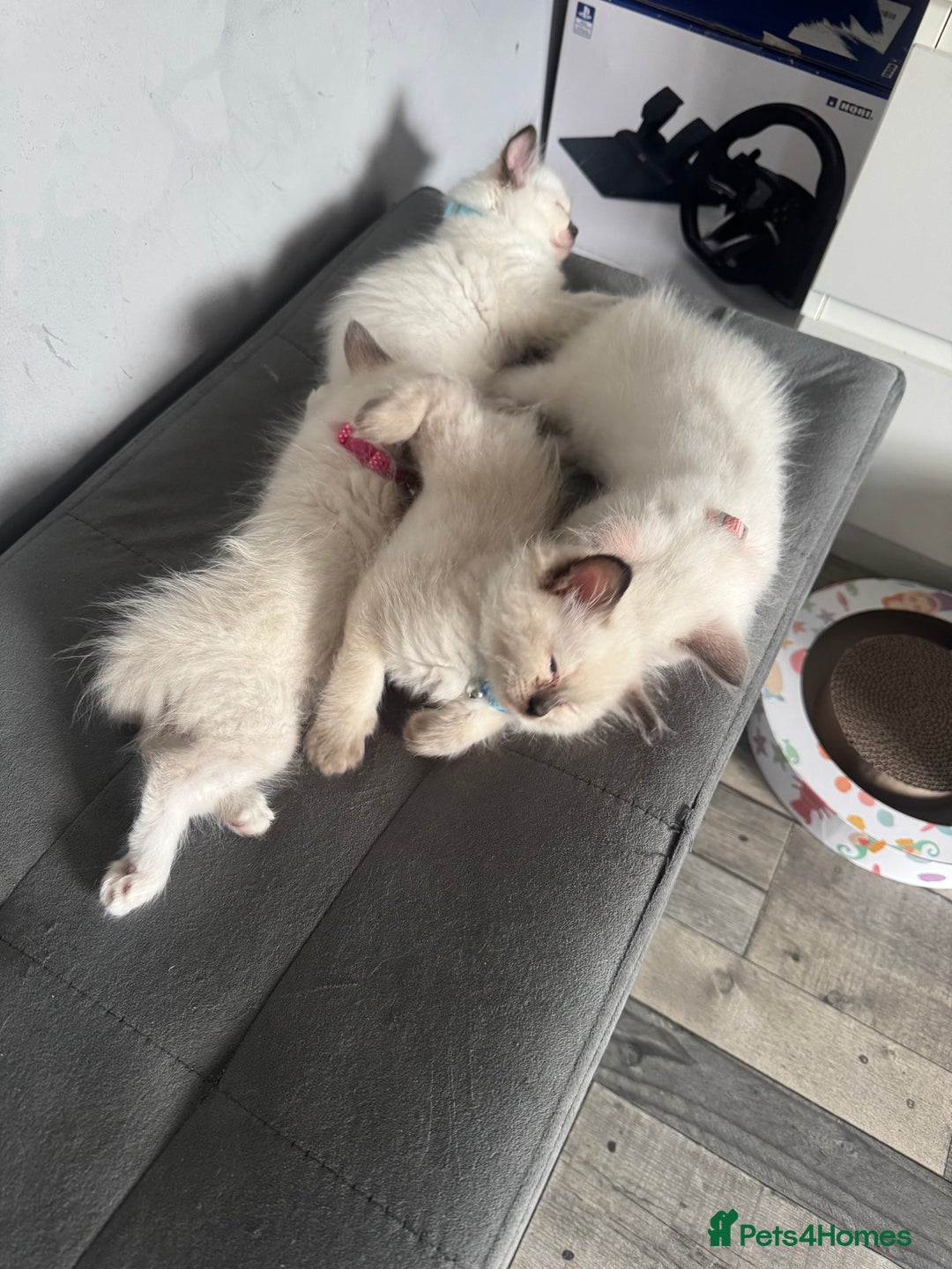 Ragdoll cats for sale: Ragdoll Kittens - Image 3