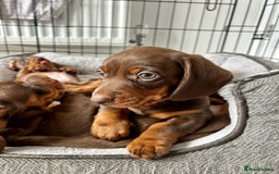 Dachshund dogs for sale: REDUCED*1 LEFT!! *BEAUTIFUL Miniature Dachshund's  - Image 1