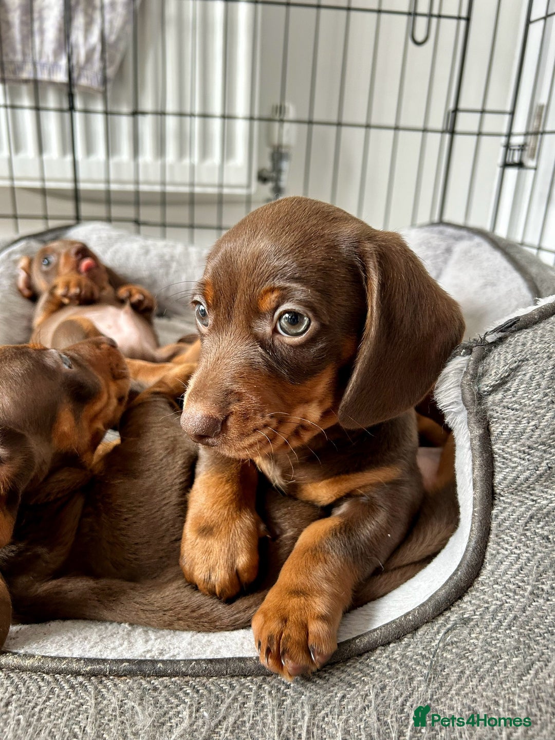 Dachshund dogs for sale: REDUCED*1 LEFT!! *BEAUTIFUL Miniature Dachshund's  - Image 1
