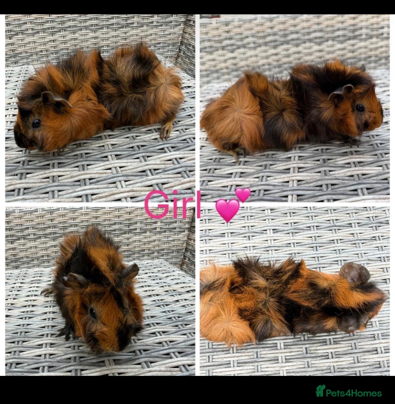 Guinea Pig rodents 5 Female, 3 male guinea pigs for new homes  - Advert 1