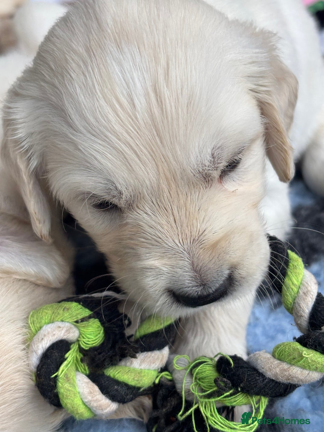 Golden Retriever dogs for sale: KC Registered Golden Retriever Puppies 🐾 - Image 14