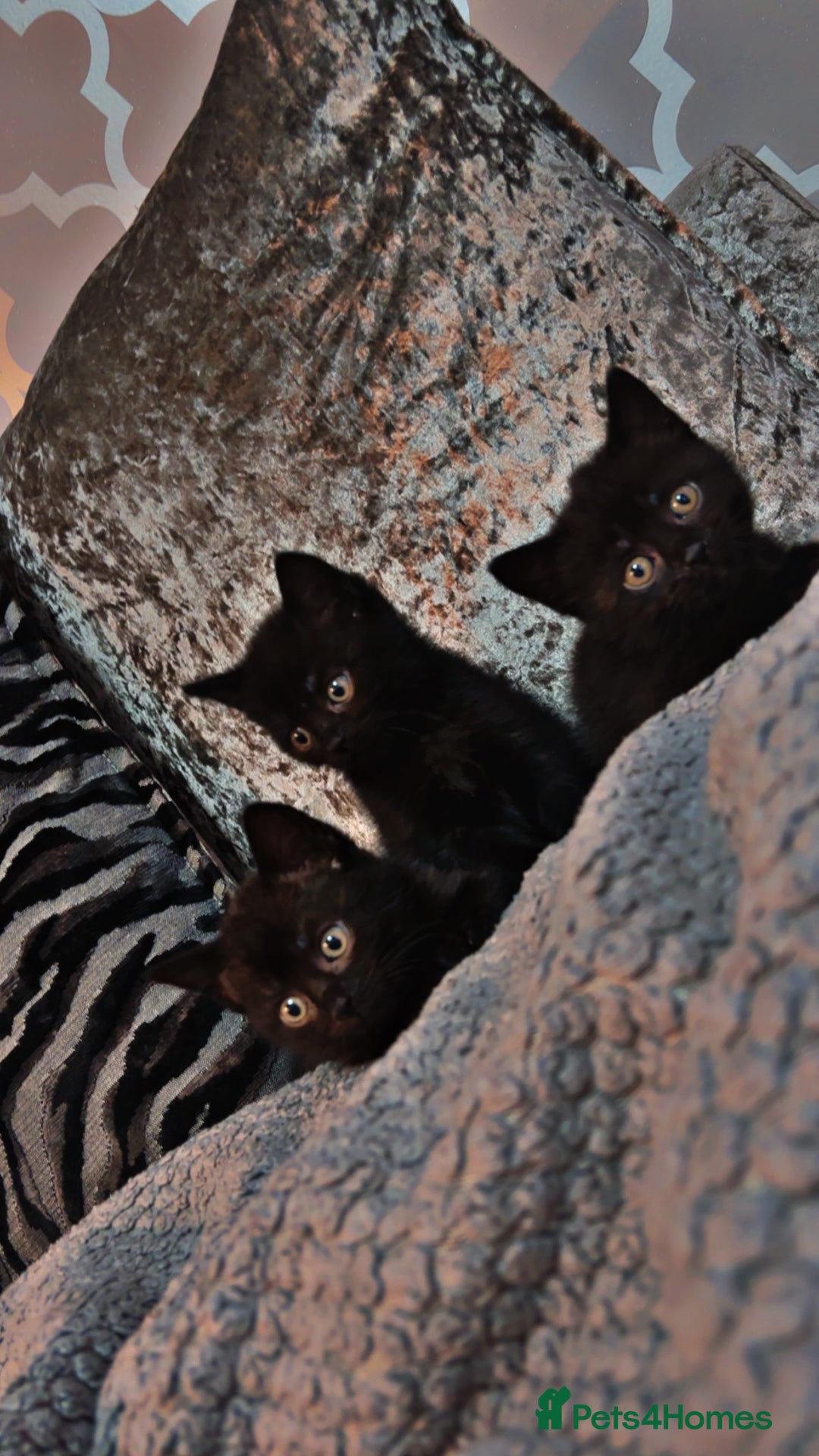 Mixed Breed cats for sale: British shorthair x kittens ready to leave mum!  - Image 4