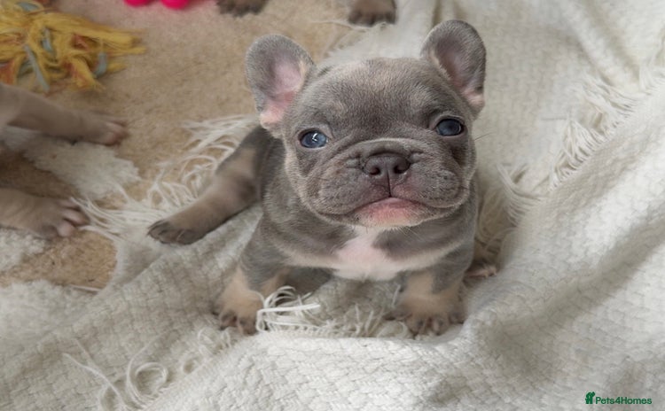 French Bulldog dogs - Advert 5