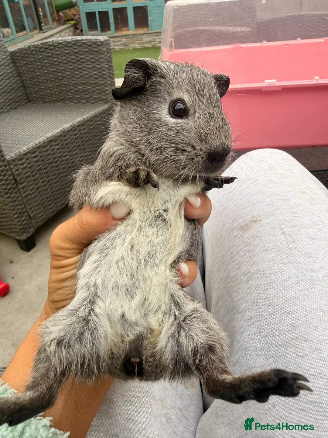 Guinea Pig rodents for sale: Baby guinea pigs ready now - Advert 13