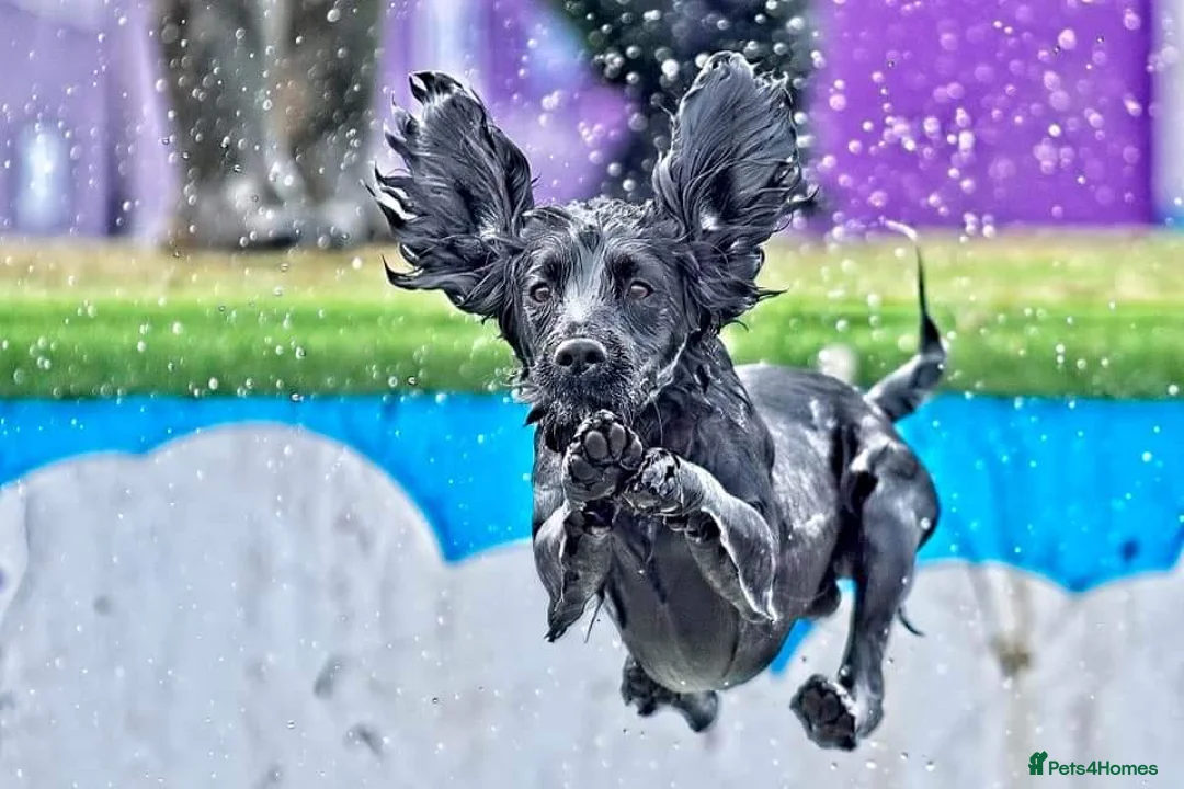 Cocker Spaniel dogs for stud: FTAW fully health tested working cocker stud in Leven - Advert 6