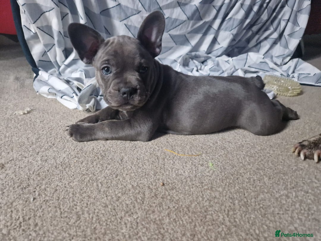 Mixed Breed dogs for sale:  Adorable staffie x frencie pups,Ready Oct31st  - Image 9