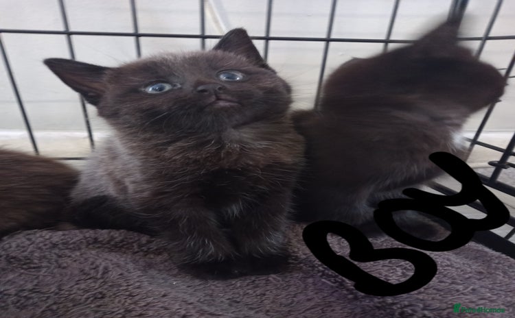 Mixed Breed cats - Advert 3