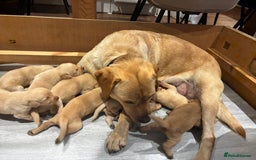Labrador Retriever dogs for sale: Red Fox , Golden & White Labrador Pups  - Image 2