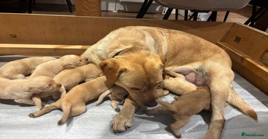 Labrador Retriever dogs - Advert 2