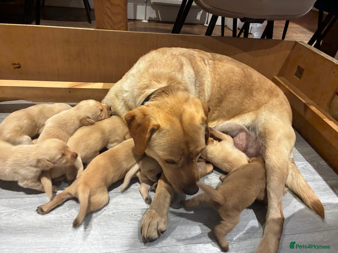 Labrador Retriever dogs for sale: Red Fox , Golden & White Labrador Pups  - Image 2