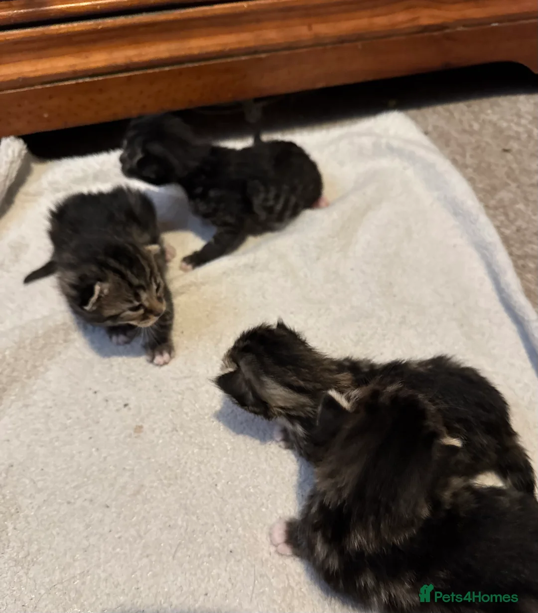 Bengal cats for sale: Cute fluffy Bengal cross kittens  - Advert 2