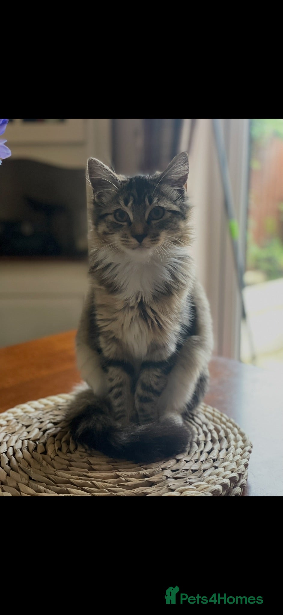 Mixed Breed cats Beautiful litter of for girls  - Advert 1