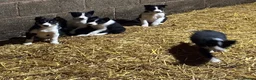 Border Collie dogs for sale: Border Collie puppies for sale - Advert 3