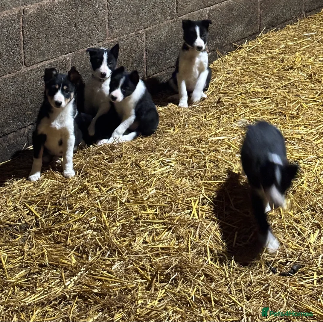 Border Collie dogs for sale: Border Collie puppies for sale - Advert 3