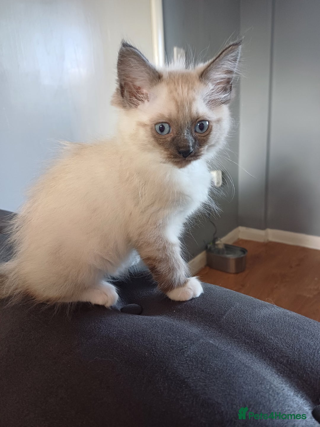 Ragdoll cats for sale: 4 gorgeous fluffy ragdoll kittens  - Image 2