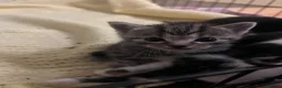 Mixed Breed cats for sale: Tabby Kitten - Advert 2