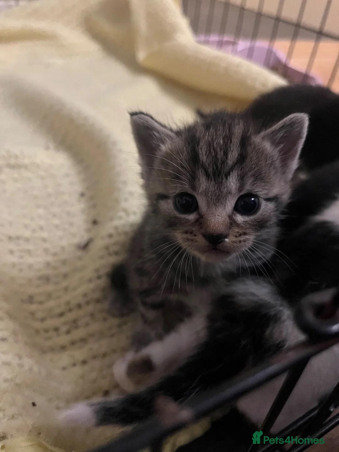 Mixed Breed cats for sale: Tabby Kitten - Advert 2