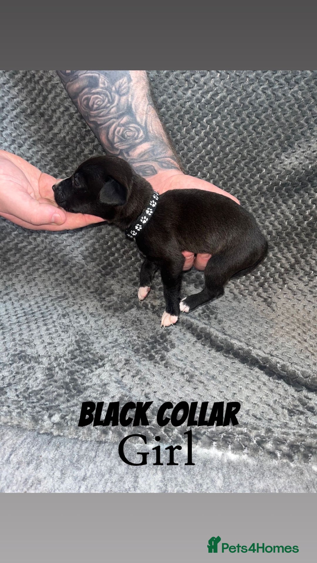 Mixed Breed dogs for sale: 11 Lurcher x Staffy pups for Sale! - Advert 10