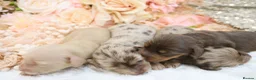 Miniature Dachshund dogs for sale: KC Longhair Miniature Dachshunds - Advert 15