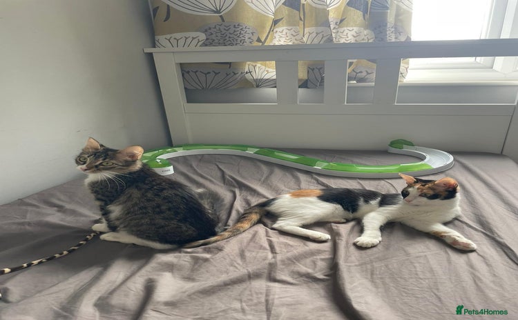 Mixed Breed cats - Advert 1