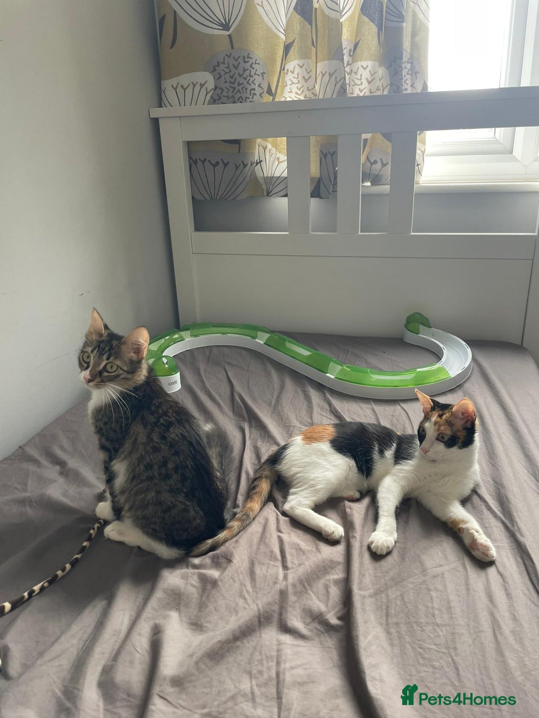 Mixed Breed cats for adoption: 🌸 From Survivors to Soulmates – Adopt Alba & Bogo - Image 1