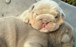 English Bulldog dogs for sale: KC Quality English Bulldogs  - Image 1